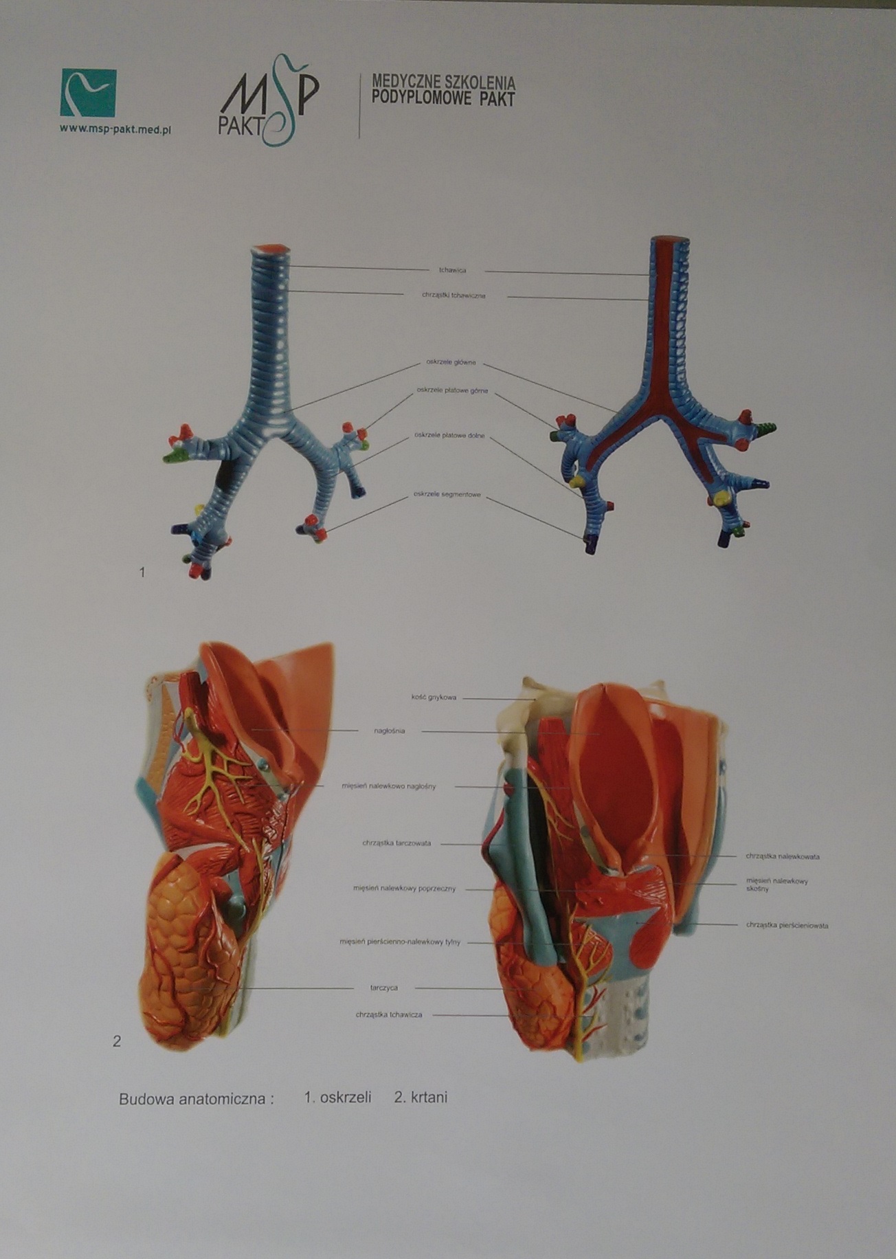 Medyczne Szkolenia Podyplomowe PAKT > Plansze Anatomiczne